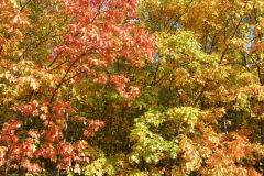 Mueritz-Oktober-2008-003
